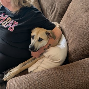 Fear Free Dogs - Pet Training Near Me - Cornelius, North Carolina Fear Free Dogs - Pet Training Near Me - Cornelius, North Carolina