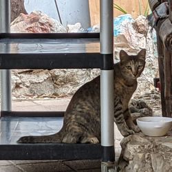 Islander Cozumel - Gatito