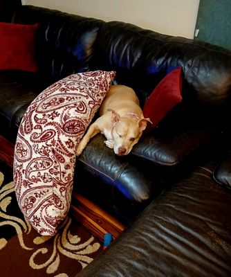 Happy Tails Dog Salon