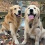 Photo of On the Move Pet Care
