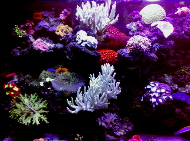 Living Reef Aquariums Image