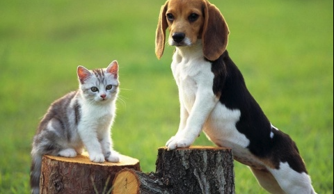 Canyon View Cares Veterinary Hospital Image
