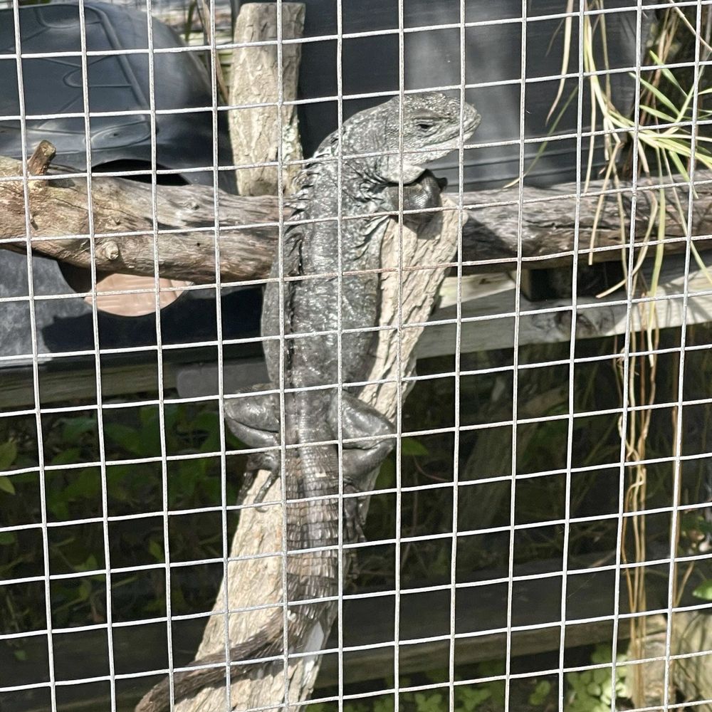Iguanaland - Zoos Near Me - Punta Gorda, Florida