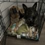 Photo of Happy Paws Kennels