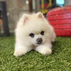 Barks and Purrs Pet Daycare and More.. - Such a cutie!!
