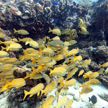 Scuba Cancun - Fish - Scuba Diving Near Me - Cancún, ROO