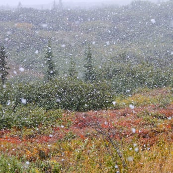 Denali Tundra Wilderness Bus Tour - First snow in Denali National Park - Bus Tours Near Me - Denali, Alaska