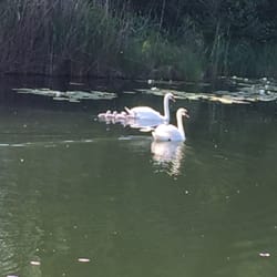 Naufahrtwasser - Wenn man aus der Haustür schaut sieht man die Schwanen Familie