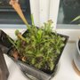 Photo of West Coast Carnivorous Nursery