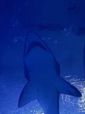 Oceanogràfic València by null