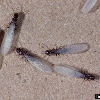 StarBugs Pest & Lawn - Termite swarmers - Pest Control Near Me - Fort Worth, Texas StarBugs Pest & Lawn - Termite swarmers - Pest Control Near Me - Fort Worth, Texas