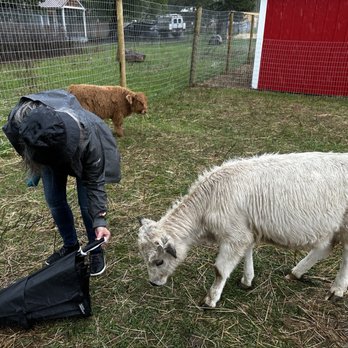 Goats of Glacier - Mini highland cow confused by my umbrella - Petting Zoos Near Me - Coram, Montana Goats of Glacier - Mini highland cow confused by my umbrella - Petting Zoos Near Me - Coram, Montana