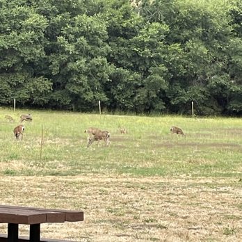 Nojoqui Falls County Park - Deer feeding in field beyond kids' park - Parks Near Me - Solvang, California Nojoqui Falls County Park - Deer feeding in field beyond kids' park - Parks Near Me - Solvang, California