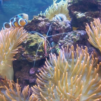 Downtown Aquarium - Clown fish - Museums Near Me - Denver, Colorado