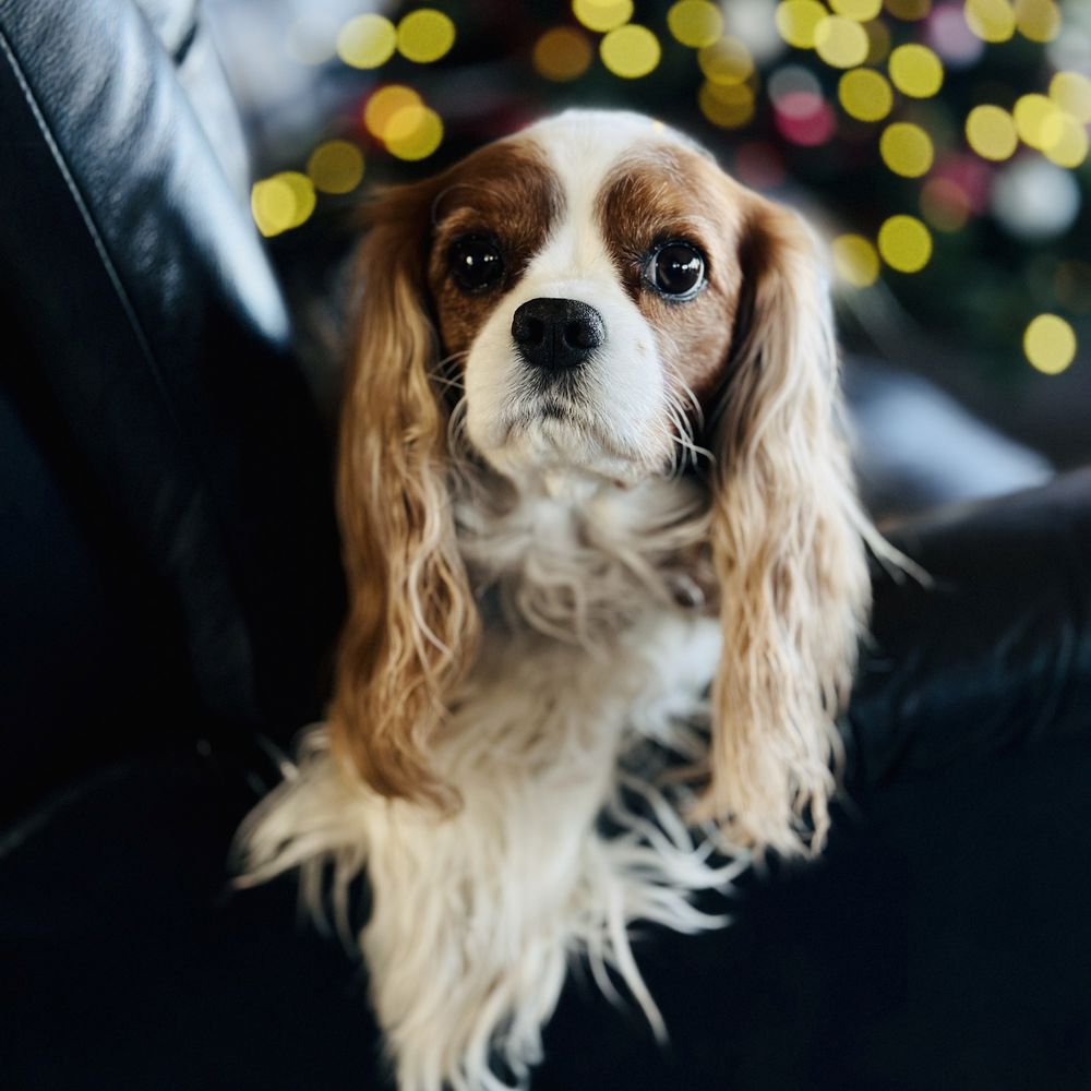 Hurricane Cavaliers - Monty-boy - Pet Services Near Me Hurricane Cavaliers - Monty-boy - Pet Services Near Me