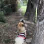 Photo of Local Hound