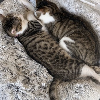 Cat Therapy - Pet Adoption Near Me - Santa Barbara, California Cat Therapy - Pet Adoption Near Me - Santa Barbara, California