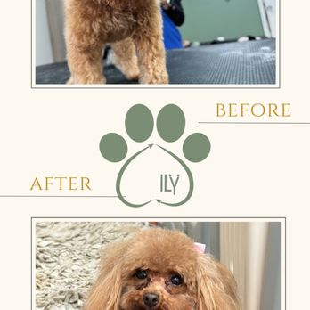 Ily Pet Grooming - Pet Groomers Near Me - Pompano Beach, Florida