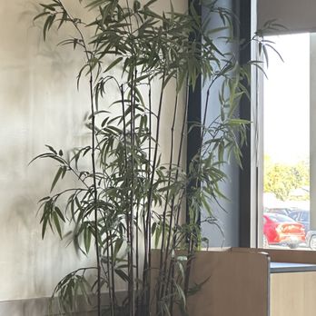 Happy Dragon - Nice Bamboo Plant. - Chinese Near Me - Bakersfield, California
