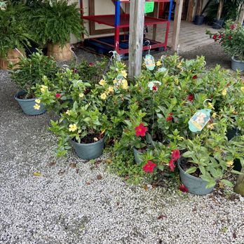 Bob and Lisa's Produce Stand - a variety of flowers - Fruits & Veggies Near Me - Piedmont, South Carolina Bob and Lisa's Produce Stand - a variety of flowers - Fruits & Veggies Near Me - Piedmont, South Carolina