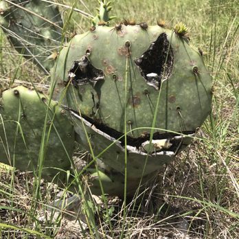 Colorado Bend State Park - Scary cacti - Parks Near Me - Bend, Texas