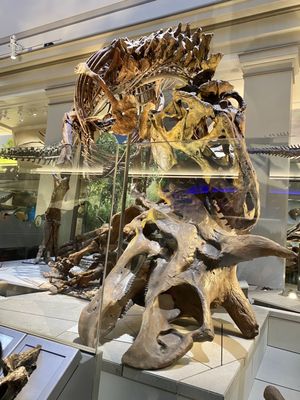 Smithsonian National Museum of Natural History by null