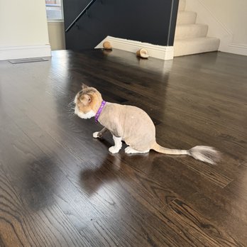 Ally Pet Grooming - Pet Groomers Near Me Ally Pet Grooming - Pet Groomers Near Me