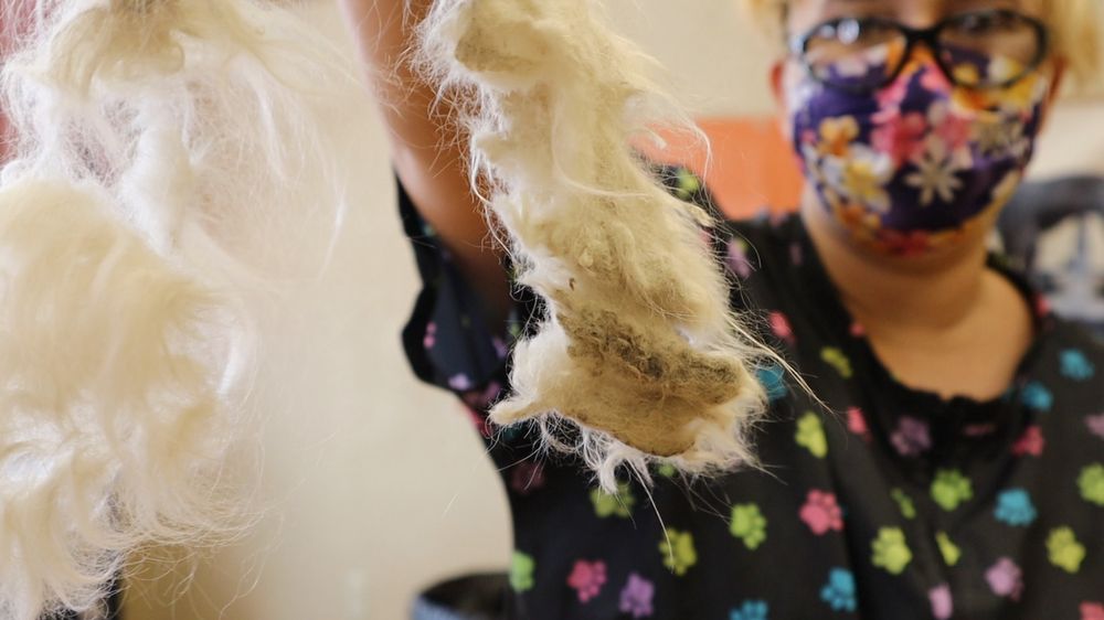 MY FAVORITE GROOMER Updated July 2024 450 Photos & 45 Reviews