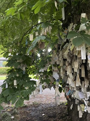 The Wishing Tree by null