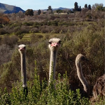Ostrichland USA - Well, hello! - Attraction Farms Near Me - Solvang, California