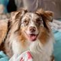 Photo of Next Best Thing Pet Sitting