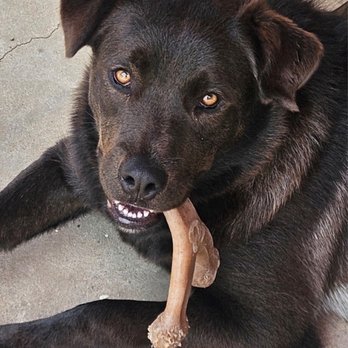 The Noble Dogs - Cher keeping her toy away from Sonny. - Pet Training Near Me - San Diego, California The Noble Dogs - Cher keeping her toy away from Sonny. - Pet Training Near Me - San Diego, California