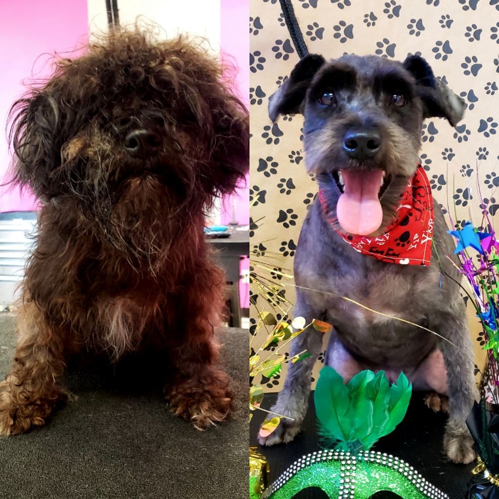 MELISSA GRANGE MOBILE GROOMING 13 Photos Oklahoma City, OK Yelp