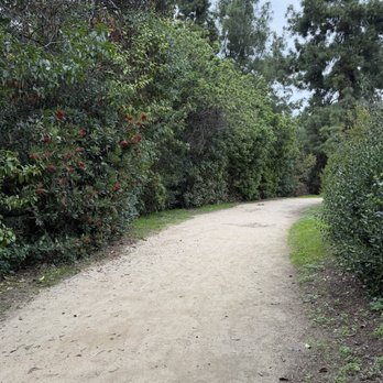 Galster Wilderness Park - Nice bush hedge trail with Christmas berries! - Parks Near Me - West Covina, California Galster Wilderness Park - Nice bush hedge trail with Christmas berries! - Parks Near Me - West Covina, California