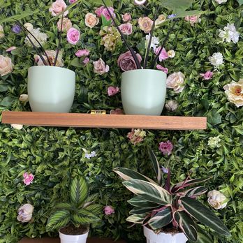 Coffee and Plants - Plants for sale - Coffee & Tea Near Me - Pasadena, California Coffee and Plants - Plants for sale - Coffee & Tea Near Me - Pasadena, California