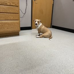 Tucker missed tech Ashley while she went to go get the vet :) Tucker missed tech Ashley while she went to go get the vet :)