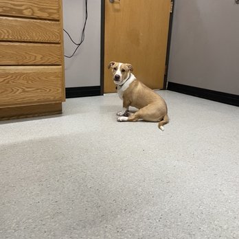 Casselton Veterinary Service - Tucker missed tech Ashley while she went to go get the vet :) - Veterinarians Near Me - Casselton, North Dakota Casselton Veterinary Service - Tucker missed tech Ashley while she went to go get the vet :) - Veterinarians Near Me - Casselton, North Dakota