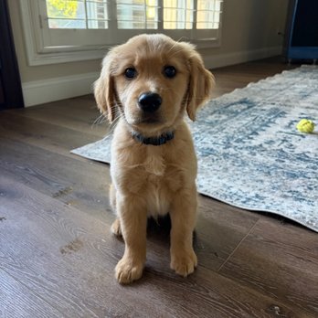 Rooster Valley Golden Retrievers - Our perfect puppy, Charlie. - Pet Breeders Near Me Rooster Valley Golden Retrievers - Our perfect puppy, Charlie. - Pet Breeders Near Me