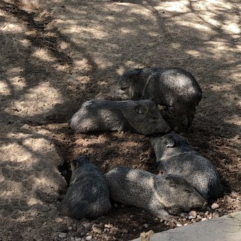 Phoenix Zoo - Love the zoo, animals were out in full force! - Zoos Near Me - Phoenix, Arizona