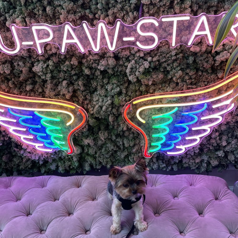 Mishka - Su-Paw-star - Pet Stores Near Me - San Francisco, California Mishka - Su-Paw-star - Pet Stores Near Me - San Francisco, California