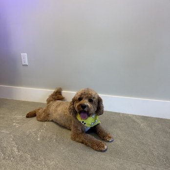 Bubbles Pet Spa - After grooming - Pet Groomers Near Me - Miami, Florida