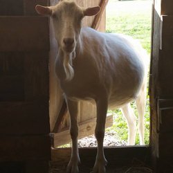 Derthick's Corn Maze - This sweet goat was the only highlight to our visit.