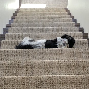 Wally's Carpet & Tile of Yucaipa - Even the pup loves her new carpet! - Flooring Near Me - Yucaipa, California