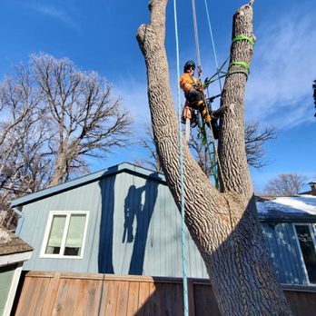Anura Tree Care - Tree Services Near Me Anura Tree Care - Tree Services Near Me