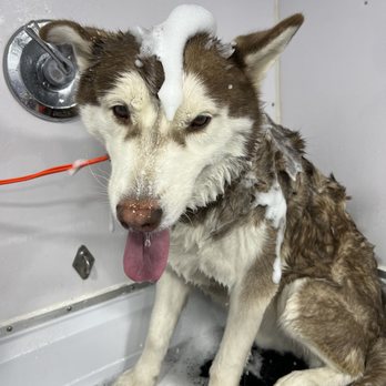Curt's Mobile Grooming - Soapy puppy - Pet Groomers Near Me Curt's Mobile Grooming - Soapy puppy - Pet Groomers Near Me