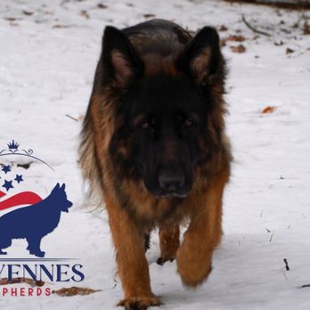 Sheyenne's Shepherds - Pet Breeders Near Me Sheyenne's Shepherds - Pet Breeders Near Me