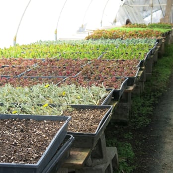 Azul and Verde Nursery - Nurseries & Gardening Near Me - Torrance, California Azul and Verde Nursery - Nurseries & Gardening Near Me - Torrance, California