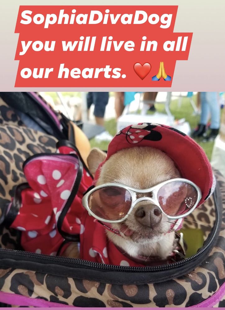 PET ANGEL MEMORIAL CENTER JACKSONVILLE Updated September 2024 18