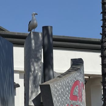 Proudly Serving - Seagull waiting for a snack - Burgers Near Me - Long Beach, California