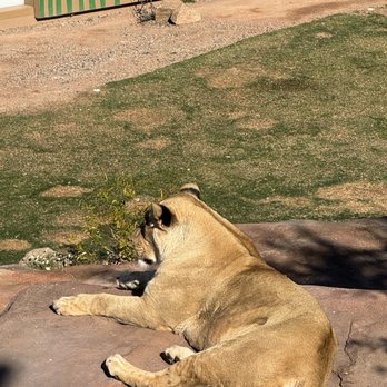 Phoenix Zoo - Closer look of the lion - Zoos Near Me - Phoenix, Arizona Phoenix Zoo - Closer look of the lion - Zoos Near Me - Phoenix, Arizona